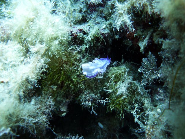 planaria viola